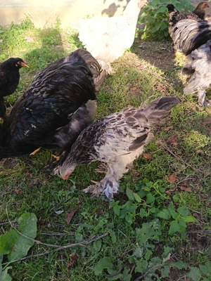 Pui de gaina Brahma - imagine 3 Pui de gaina Brahma - imagine 3