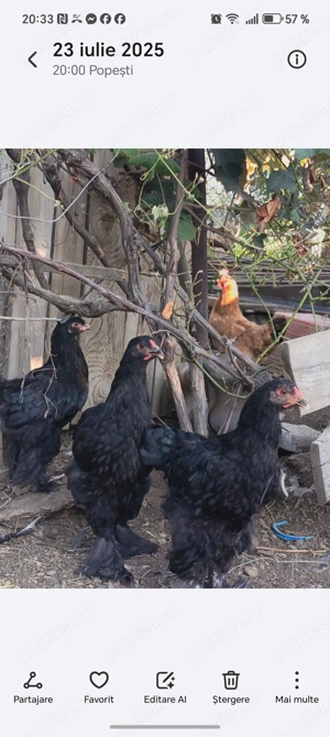 Pui de gaina Brahma - imagine 2 Pui de gaina Brahma - imagine 2