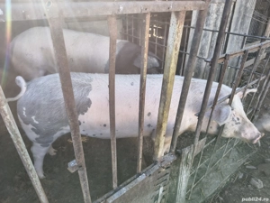 porc de vânzare  - imagine 4 porc de vânzare  - imagine 4