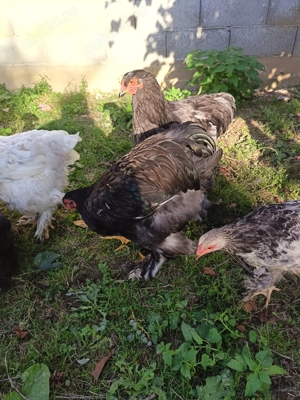 Pui de gaina Brahma - imagine 5 Pui de gaina Brahma - imagine 5