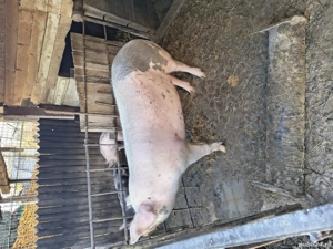 porc de vânzare  - imagine 3 porc de vânzare  - imagine 3