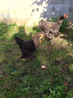 Pui de gaina Brahma - imagine 6 Pui de gaina Brahma - imagine 6