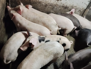 Vând purcei între 20 și 45 Kg - imagine 2