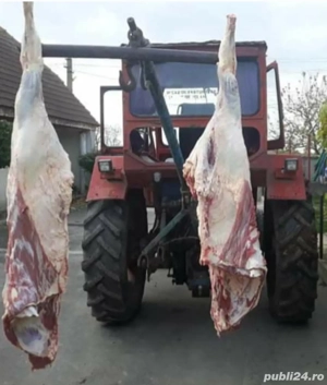 Facem înscrieri pt carcasa vițel angus sau baltat  - imagine 2 Facem înscrieri pt carcasa vițel angus sau baltat  - imagine 2