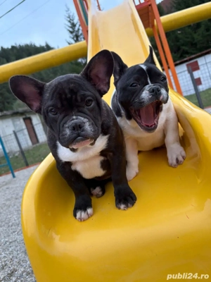 Bulldog francez 
