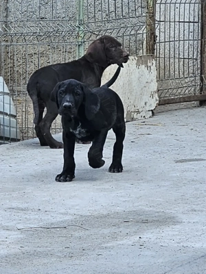 Brac German 10 săptămâni 