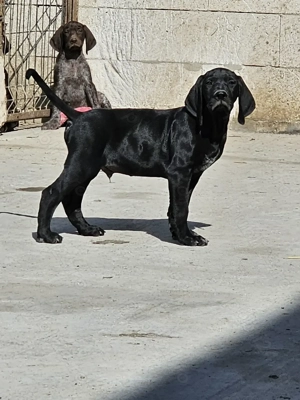 Brac German 10 săptămâni  - imagine 4 Brac German 10 săptămâni  - imagine 4