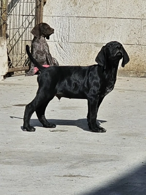 Brac German 10 săptămâni  - imagine 3 Brac German 10 săptămâni  - imagine 3