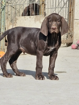 Brac German 10 săptămâni  - imagine 5 Brac German 10 săptămâni  - imagine 5