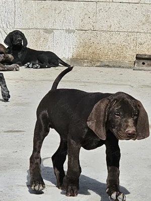 Brac German 10 săptămâni  - imagine 2 Brac German 10 săptămâni  - imagine 2