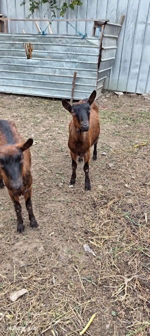 Capre alpin franceze de vanzare - imagine 3 Capre alpin franceze de vanzare - imagine 3