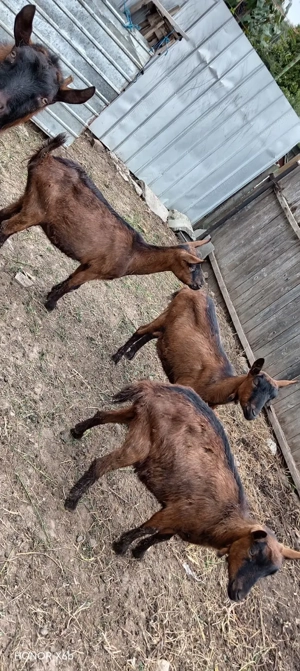 Capre alpin franceze de vanzare - imagine 2 Capre alpin franceze de vanzare - imagine 2