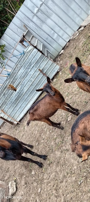 Capre alpin franceze de vanzare