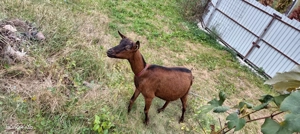 Capre alpin franceze de vanzare - imagine 4 Capre alpin franceze de vanzare - imagine 4