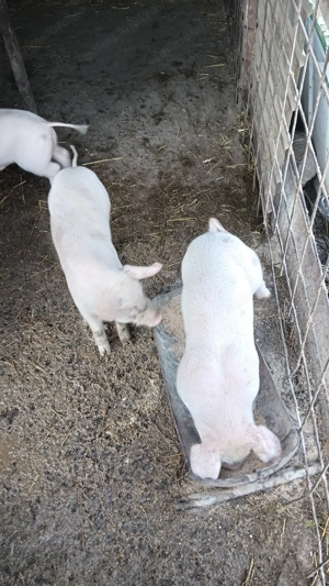 De vânzare ,450 bucata - imagine 2