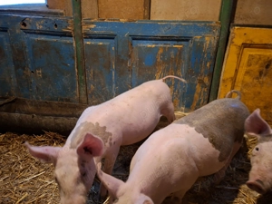 Puceii de vanzare  - imagine 3 Puceii de vanzare  - imagine 3