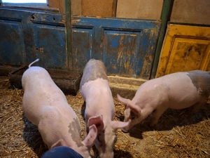 Puceii de vanzare  - imagine 2 Puceii de vanzare  - imagine 2