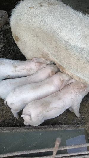 De vânzare ,450 bucata - imagine 3