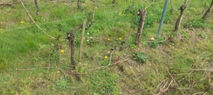 Angajari Taiat La Vie (in Franta)