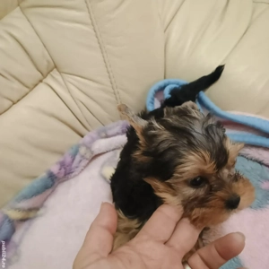 Yorkshire Tertier Talie Mica - imagine 5