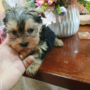 Yorkshire Tertier Talie Mica - imagine 2