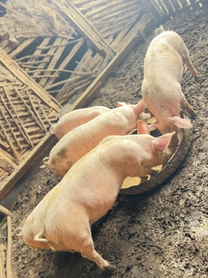 Vând grasuni - imagine 2