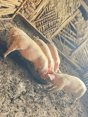 Vând grasuni - imagine 3