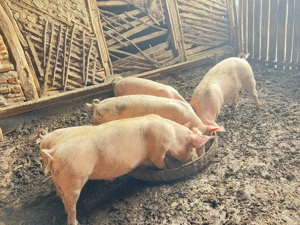 Vând grasuni - imagine 4