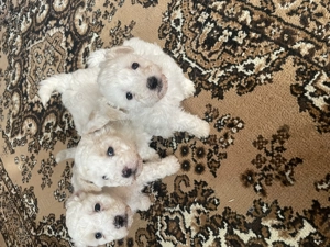 Vând pui bischoni creți