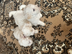 Vând pui bischoni creți - imagine 4 Vând pui bischoni creți - imagine 4