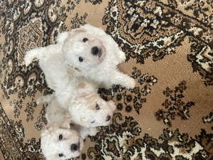 Vând pui bischoni creți - imagine 3 Vând pui bischoni creți - imagine 3