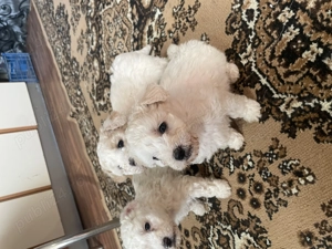 Vând pui bischoni creți - imagine 2 Vând pui bischoni creți - imagine 2