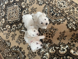 Vând pui bischoni creți - imagine 5 Vând pui bischoni creți - imagine 5