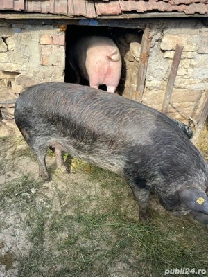 porci grasi pentru sacrificat - imagine 4
