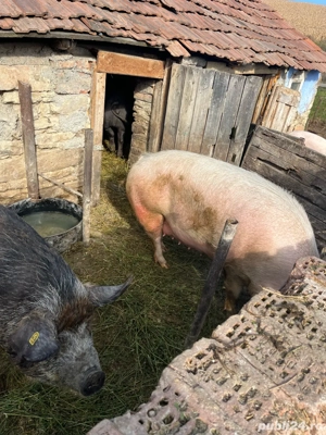 porci grasi pentru sacrificat - imagine 3