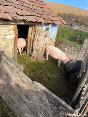 porci grasi pentru sacrificat