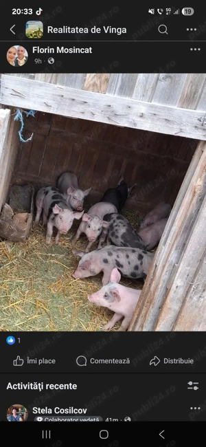 Purcei de vanzare - imagine 2 Purcei de vanzare - imagine 2