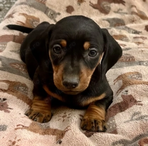 Căței teckel de vânzare  - imagine 2