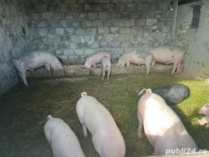 soldani de vanzare - imagine 3