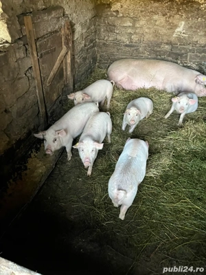 soldani de vanzare - imagine 4