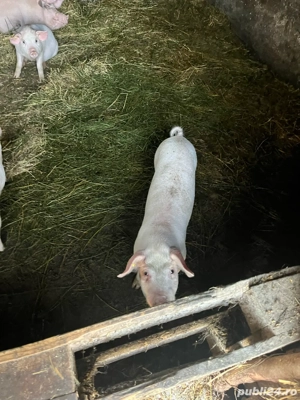 soldani de vanzare - imagine 5