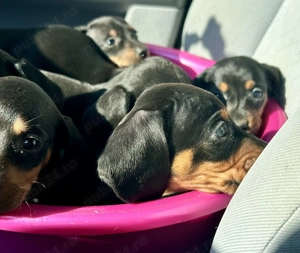 Căței teckel de vânzare  - imagine 3