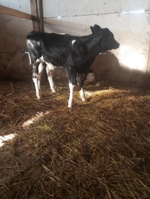 Viței de vânzare fao - imagine 2 Viței de vânzare fao - imagine 2