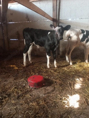 Viței de vânzare fao - imagine 3 Viței de vânzare fao - imagine 3