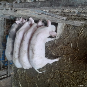 vand grasuni - imagine 2