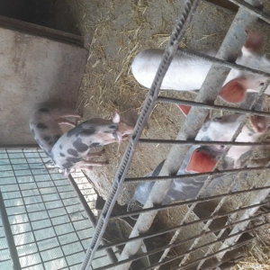 vand grasuni - imagine 3