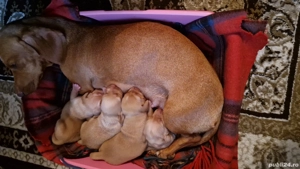 Vand pui de Teckel  galben  - imagine 2 Vand pui de Teckel  galben  - imagine 2