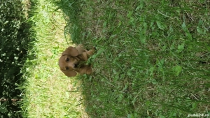 Vand pui de Teckel  galben 