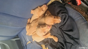 Vand pui de Teckel  galben  - imagine 4 Vand pui de Teckel  galben  - imagine 4