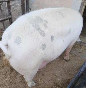 În Valea Vinului, porc de vânzare 